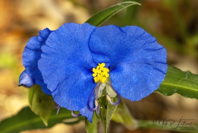 Dayflower May 2026